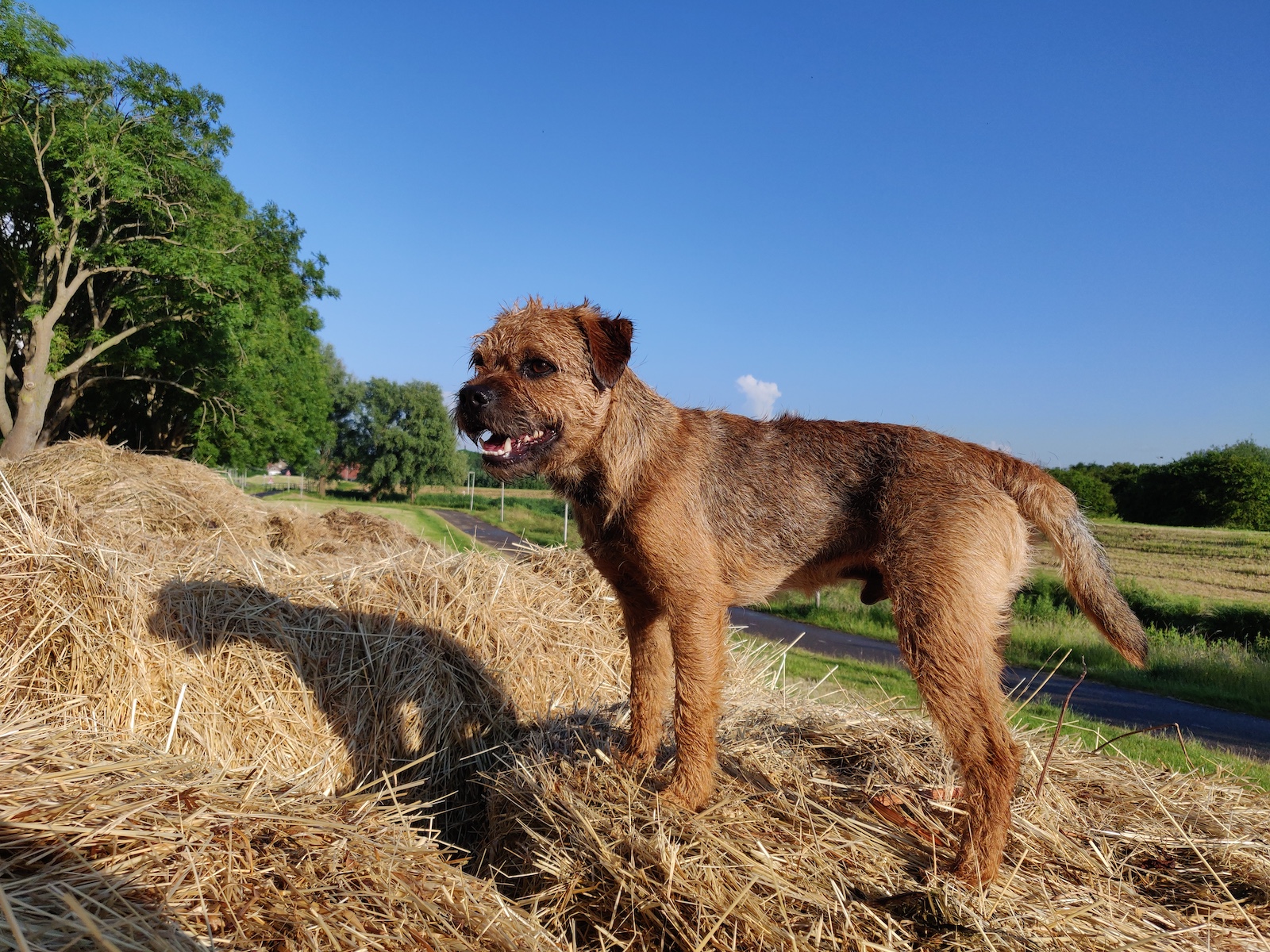 65 Vormen waarop de Rabiësvaccinatie jouw hond kan schaden