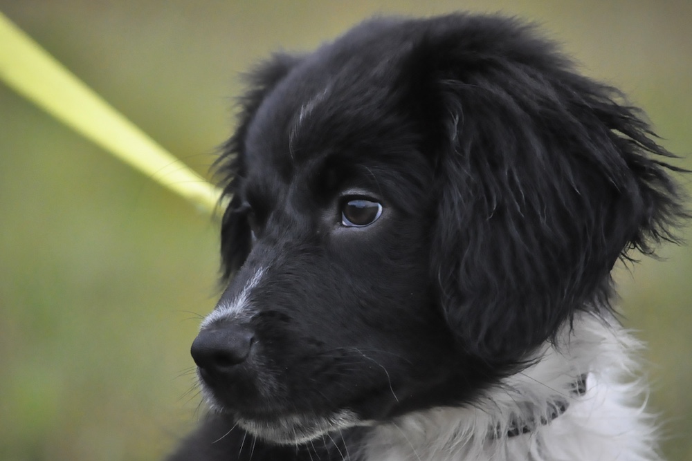 Commerciële voeding voor honden – brokken en blikvoer 