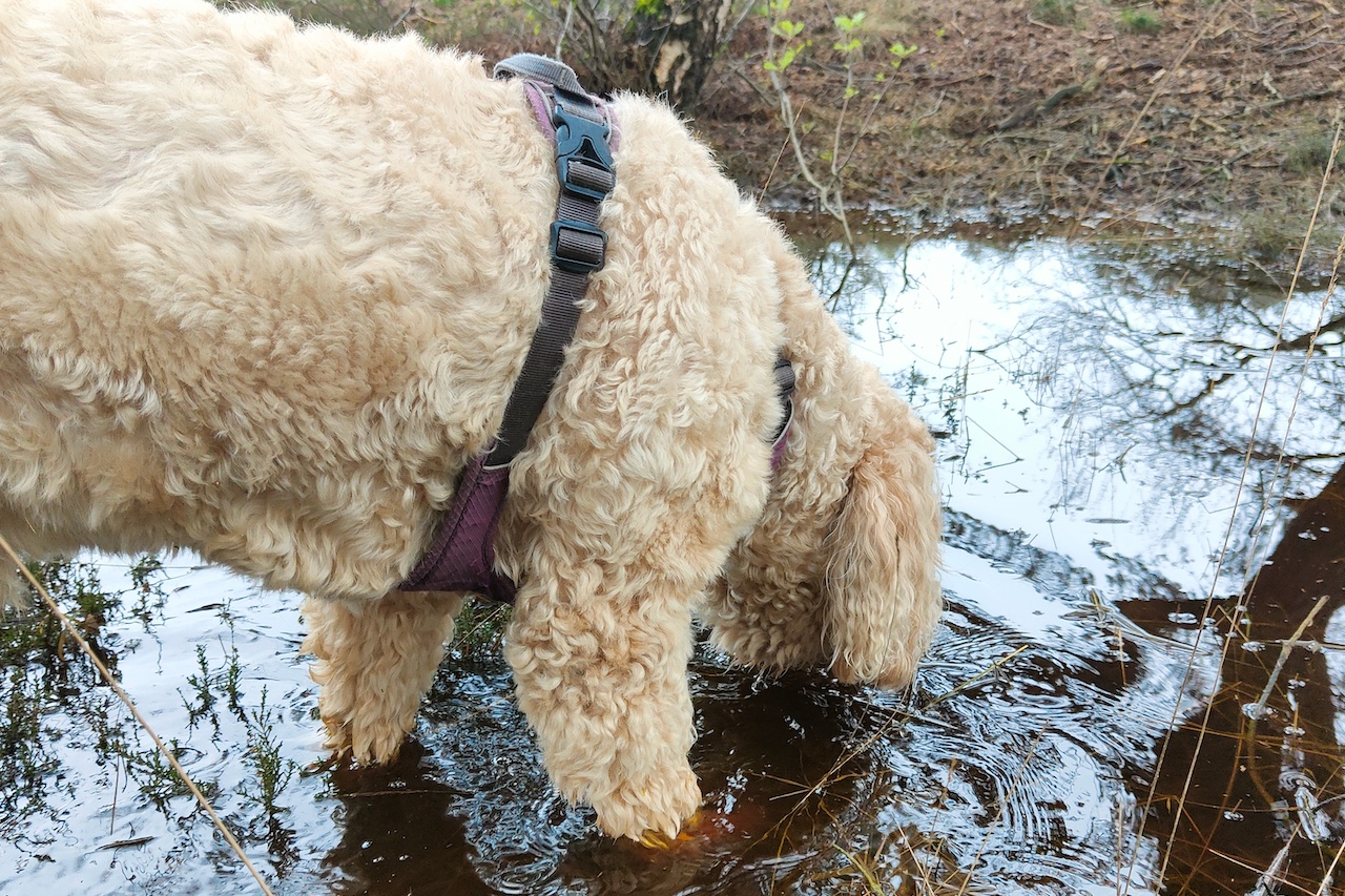 Fulvinezuur en modder(-baden) 