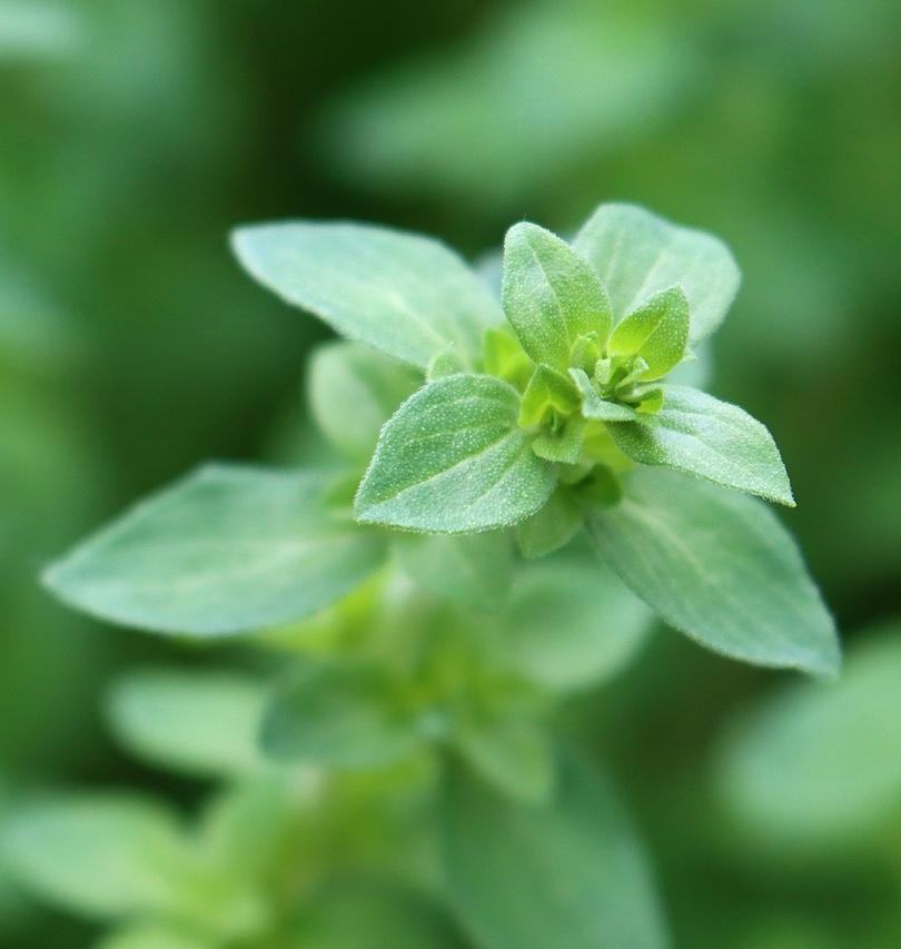 Oregano, bijzonder sterk kruidje met vele toepassingen