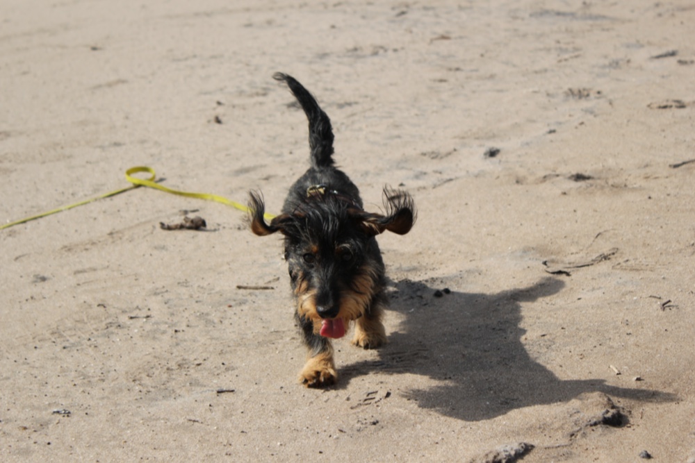 Spirulina, supergezond voor je honden