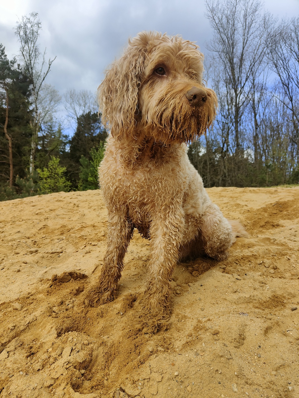 Wanneer, waar en hoe zitten honden?